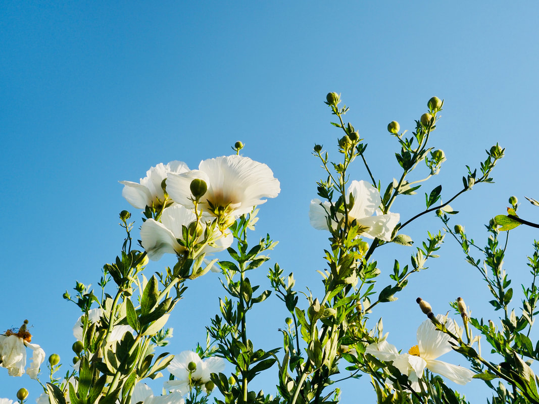 White Californian Poppy Tree Flowers. Romneya coulteri. 