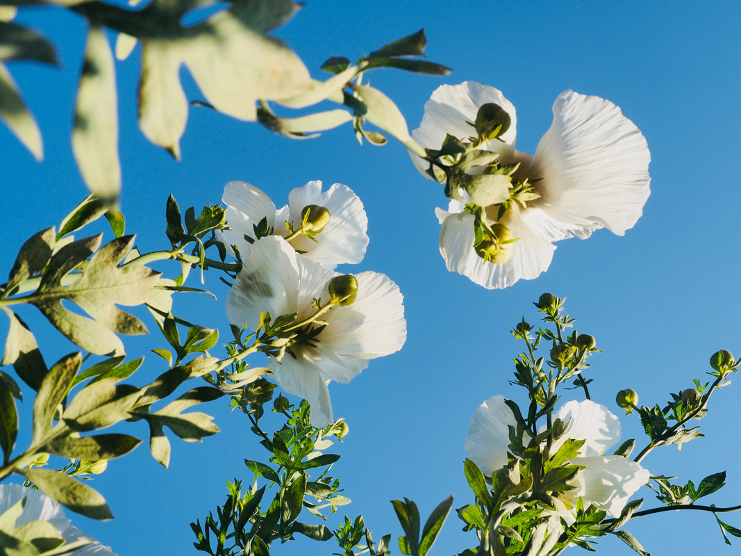 White Californian Poppy Tree Flowers. Romneya coulteri. 