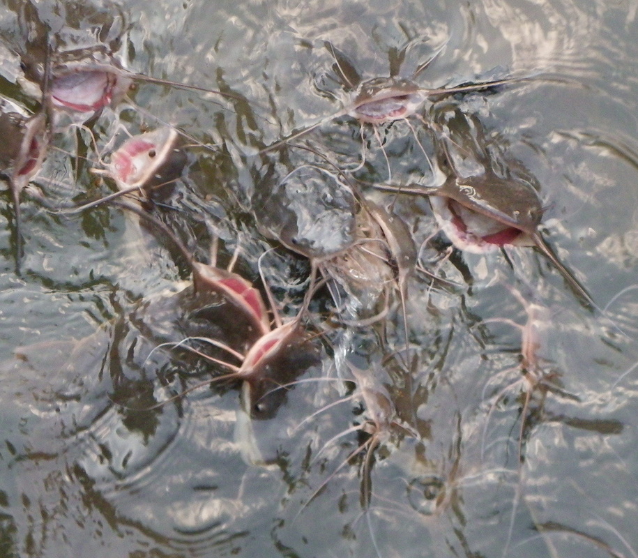 Feeding Catfish singapore botanical gardens 