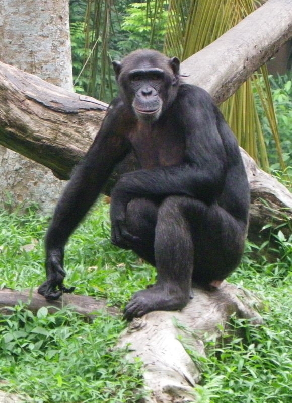 Chimpanzee Singapore Zoo