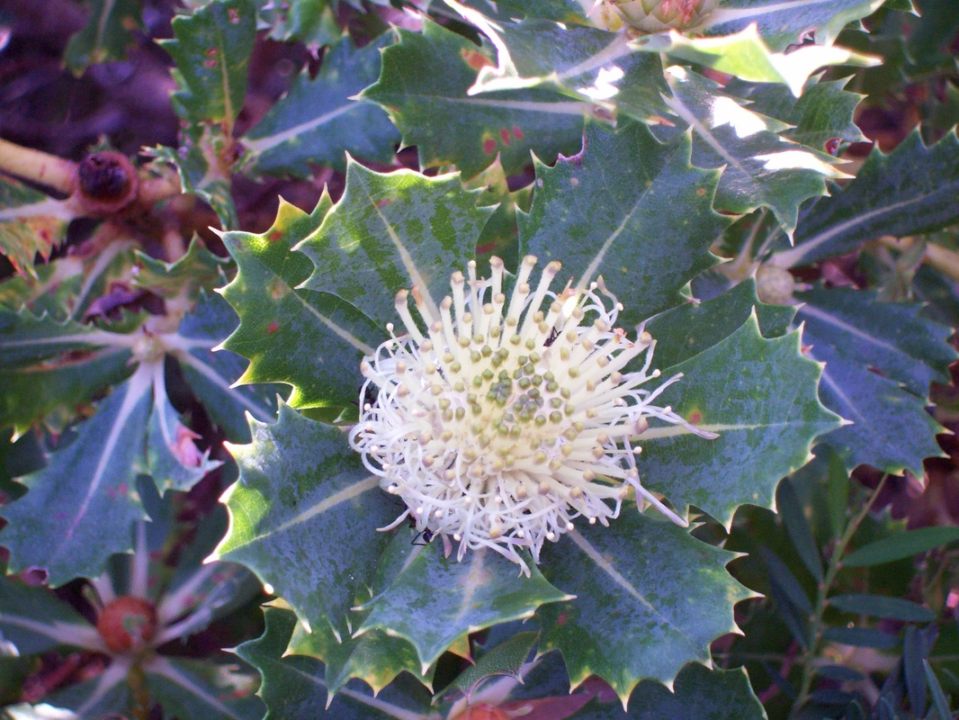 Banksia Flower, Albany Wind Farm, Western Australia