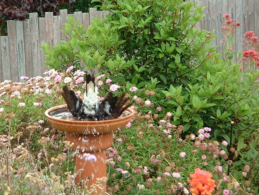 Magpie bird bathing garden western australia 
