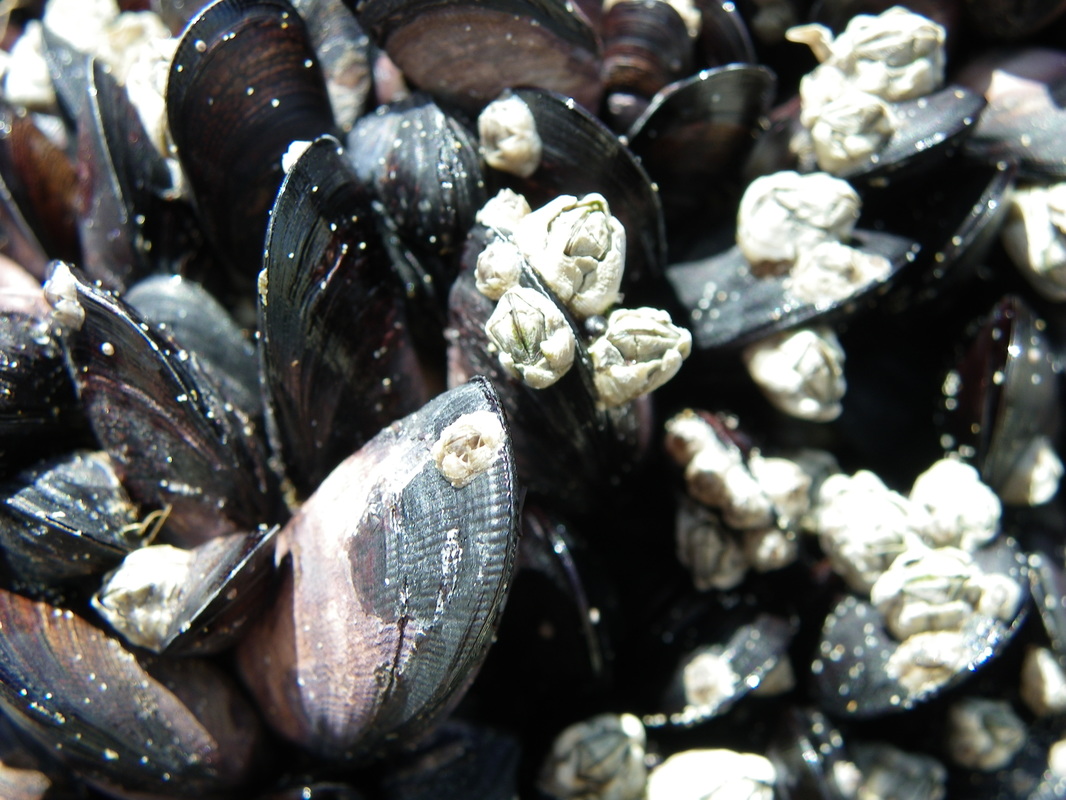 Rock Mussels, Norman Bay, Wilsons Promontory National Park, Victoria, Australia
