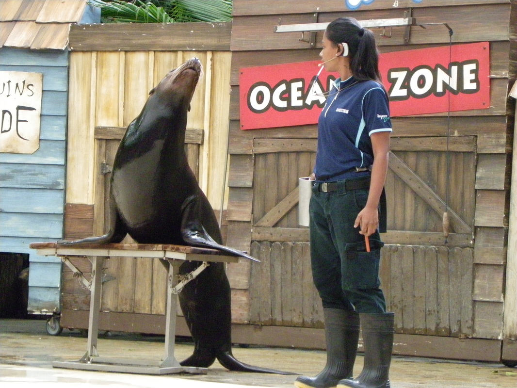 Seal, Singapore Zoo
