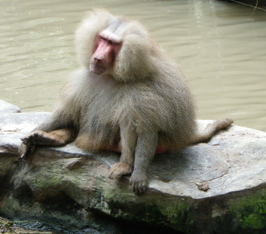 Hamadryas Baboon Singapore Zoo