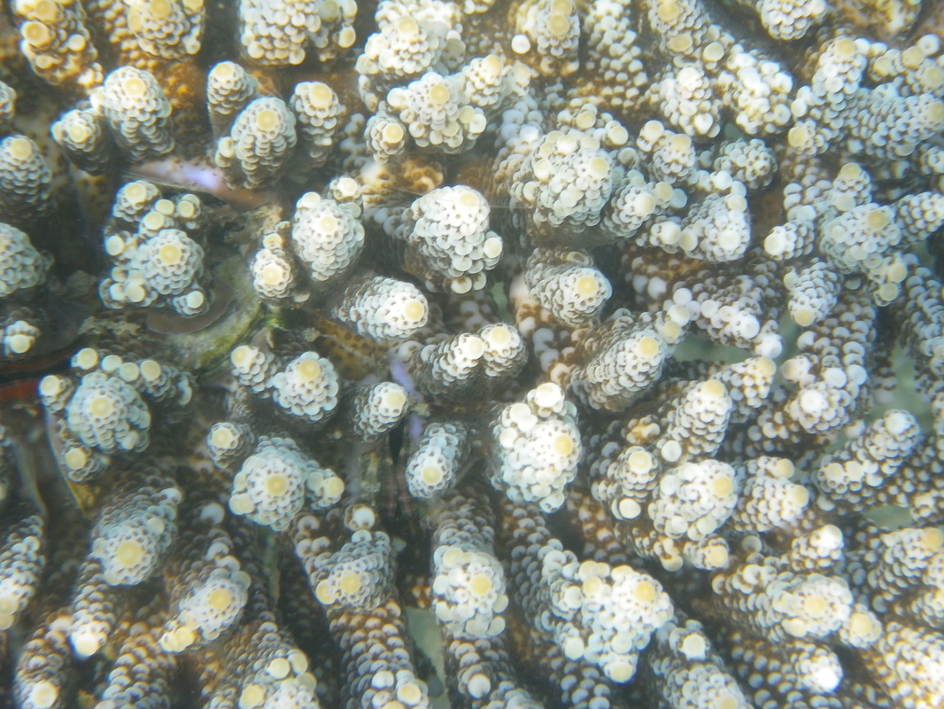 Coral, Sibu Island, Malaysia