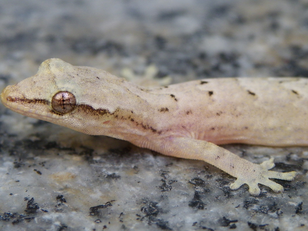 Flat Tailed Gecko. Cosymbotus platyurus. Photo taken in Singapore.