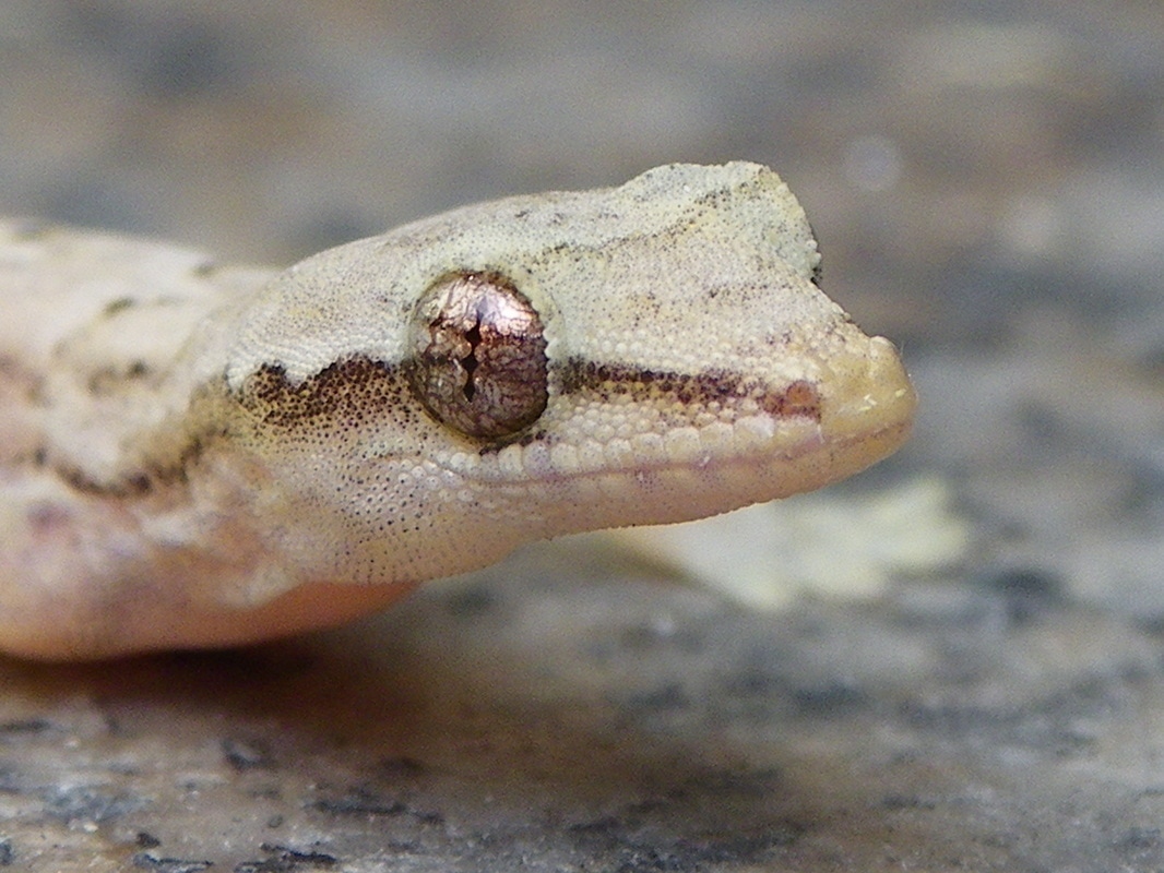 Flat Tailed Gecko. Cosymbotus platyurus. Photo taken in Singapore.