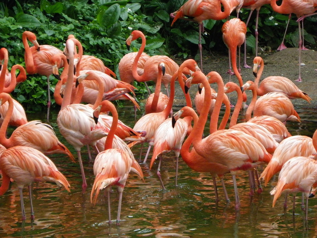 Flamingoes, Jurong Bird Park, Singapore