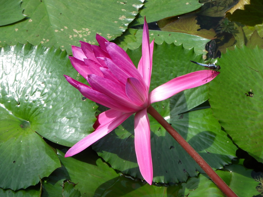 Pink water lily flower, Singapore