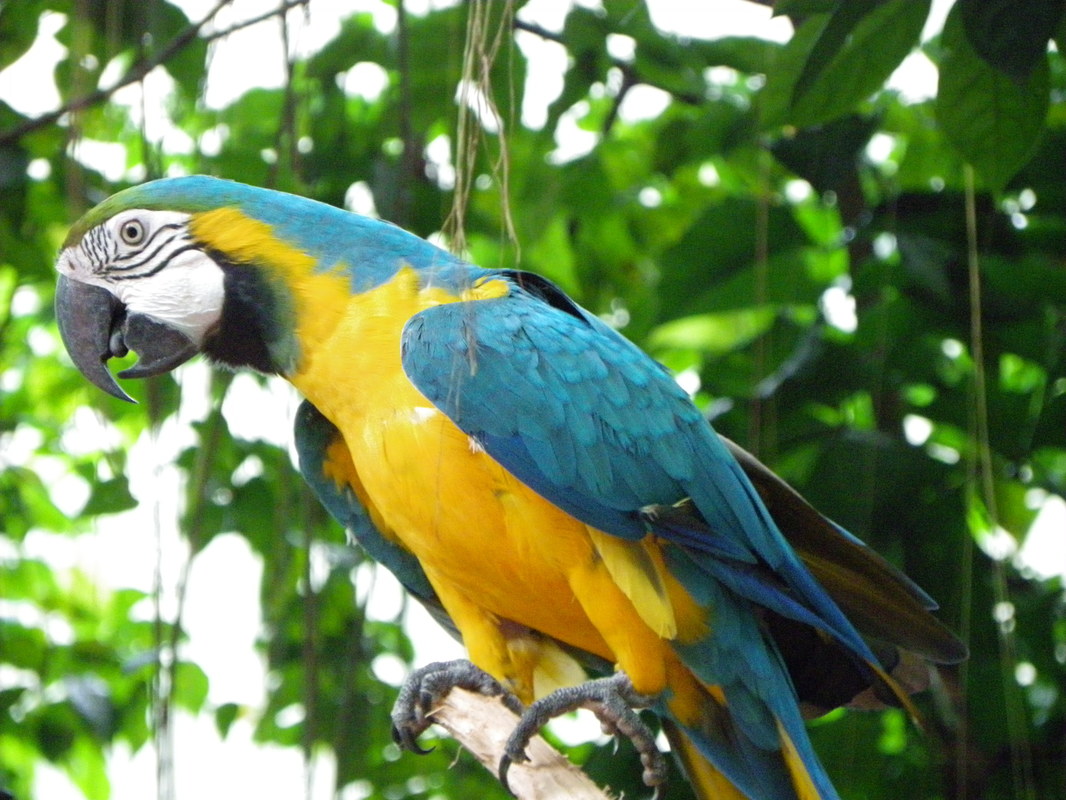 Singapore Zoo. Parrot.