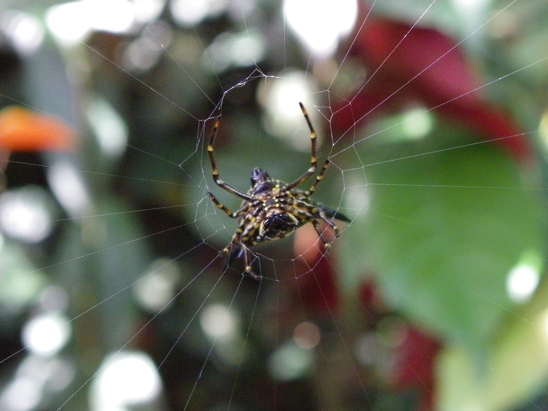 Spider on Web.