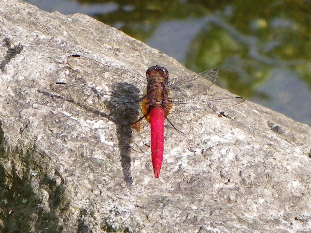 Dragonfly, Black-backed Skimmer. Orthetrum chrysis. Singapore Zoo.