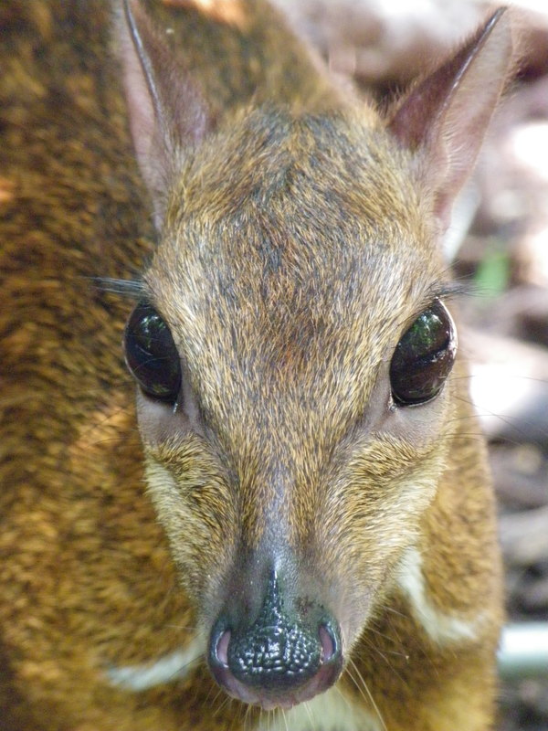 Mouse Deer, Singapore Zoo