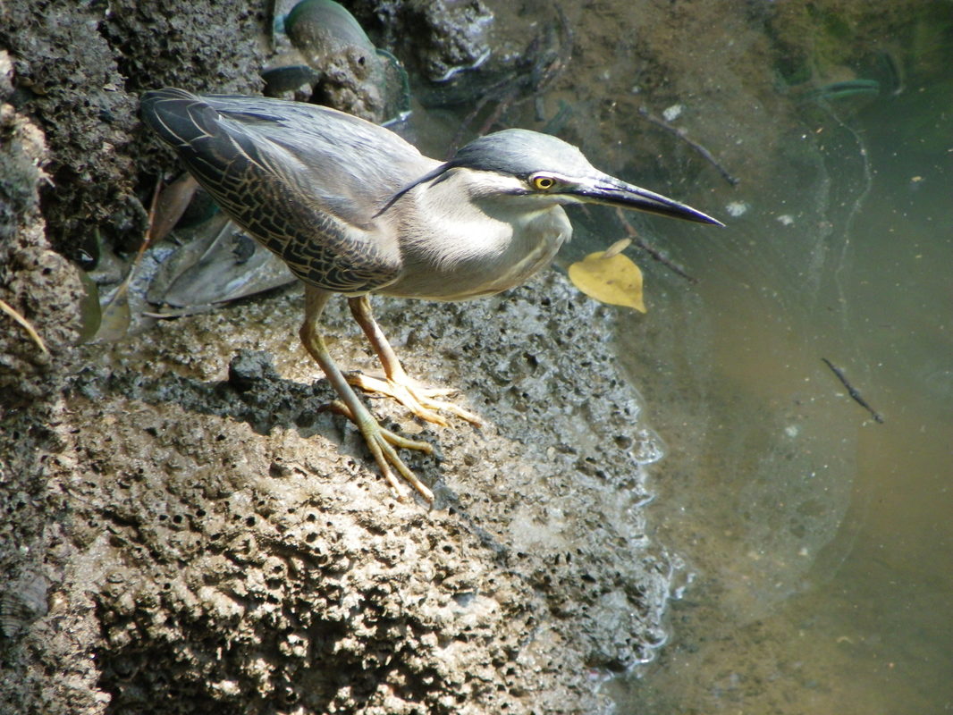 Bird life, Sungei Buloh Wetland Reserve