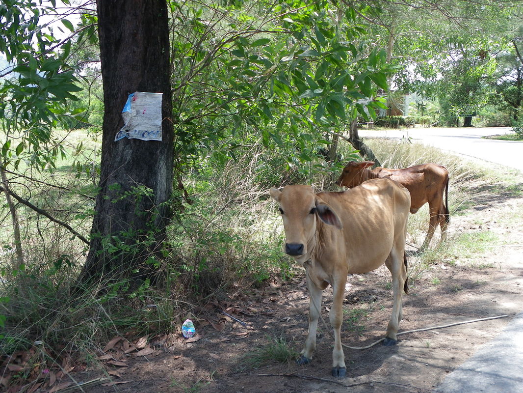 Roadside Cattle, Phuket, Thailand