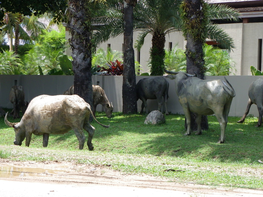 Roadside Buffalo, Phuket, Thailand