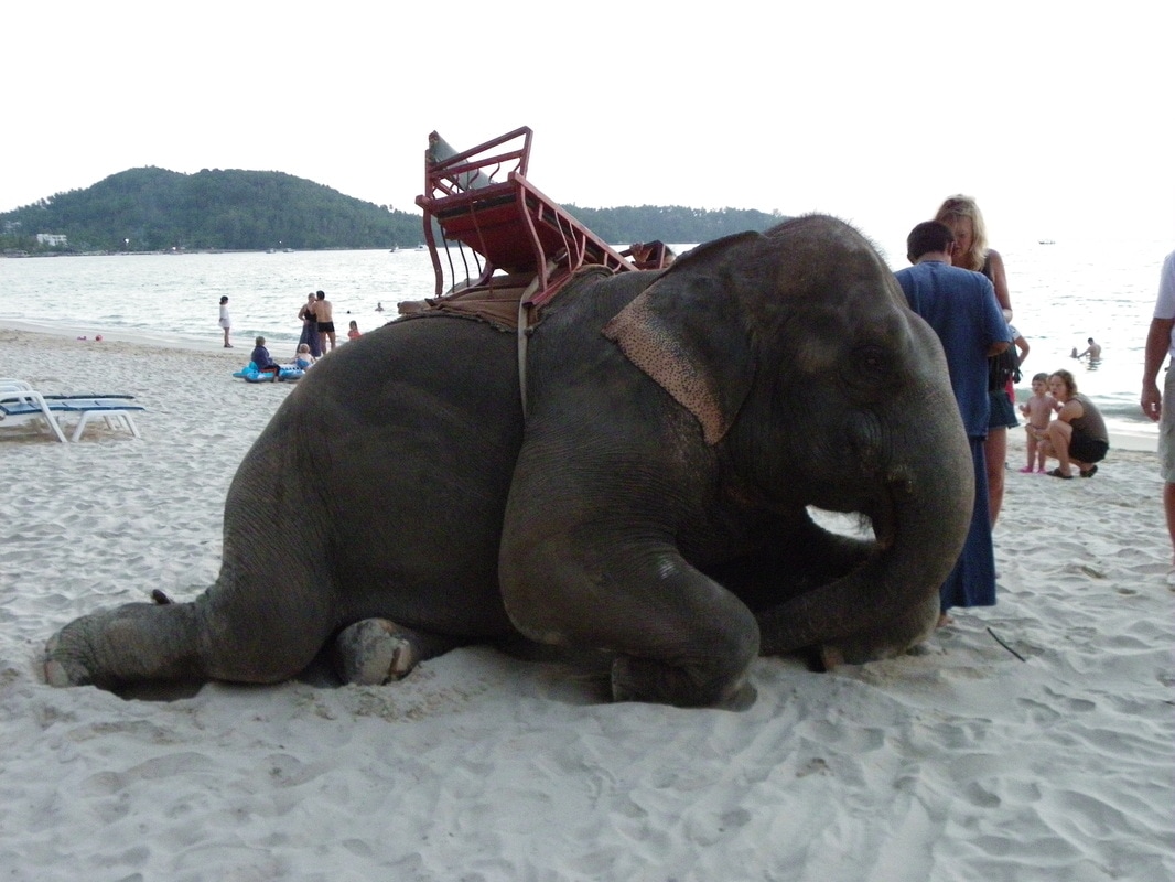 Phuket, Thailand, Bangtao Beach, Elephant