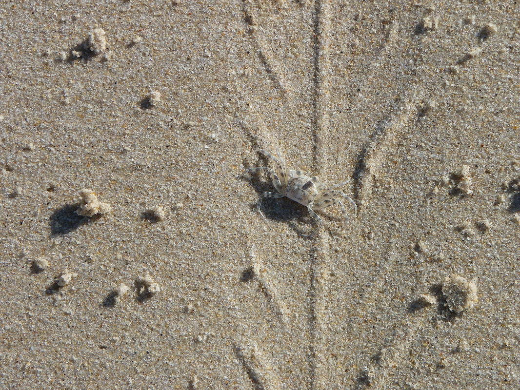 Sand Crab, Bangtao Beach, Phuket, Thailand