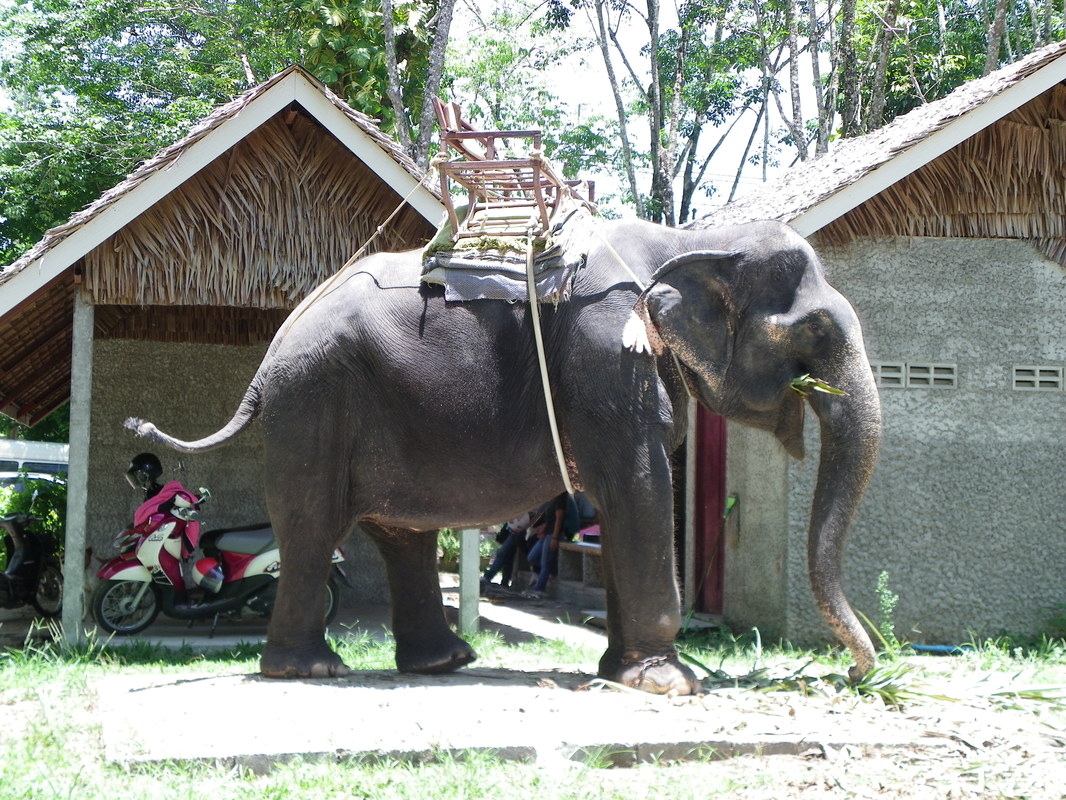 Elephant, Phuket, Thailand