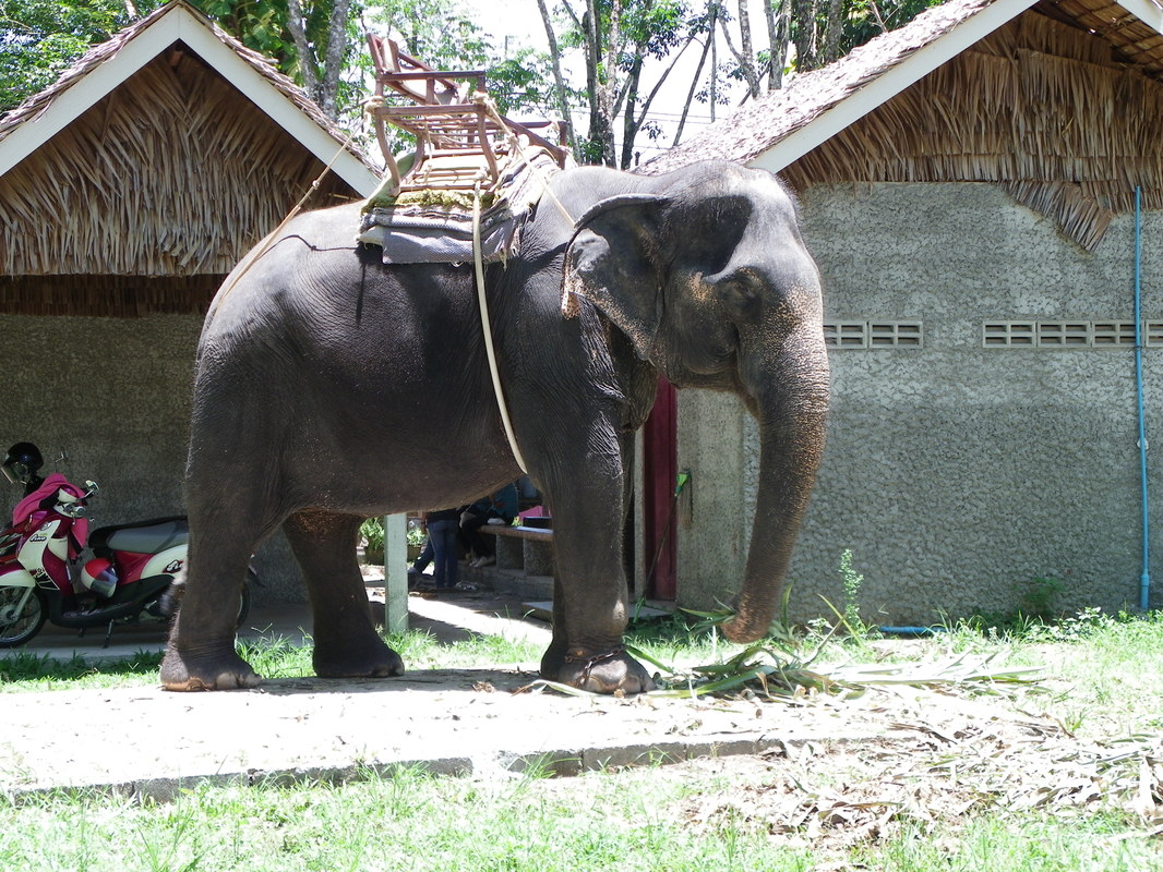 Elephant, Phuket, Thailand