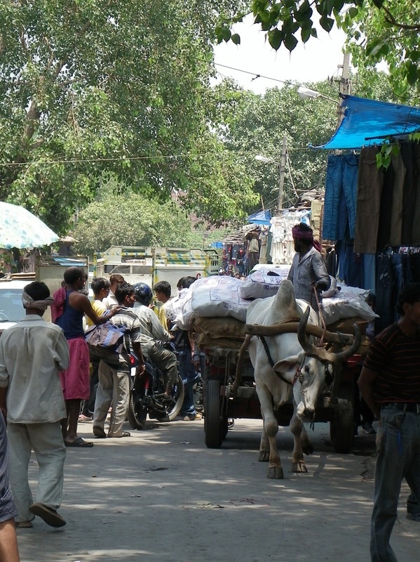 The Streets of Delhi, India. Bullock and Cart.