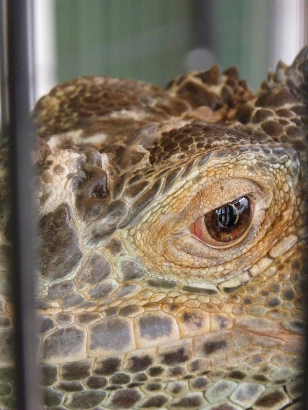 Reptile, Singapore Science Centre
