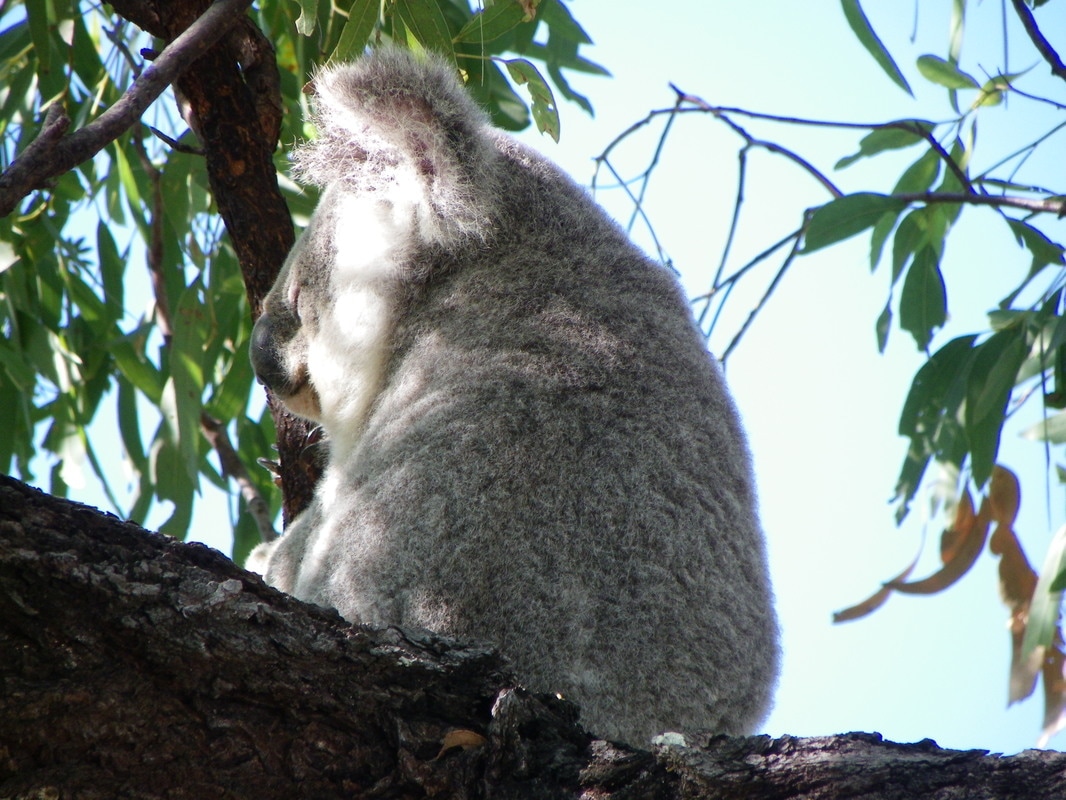 Koalas, Magnetic Island Forts Walk, Queensland, Australia.