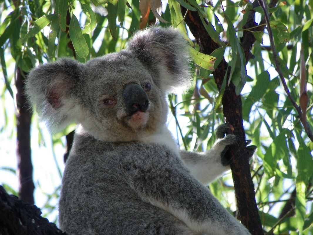 Koala, Forts Walk, Magnetic Island, Queensland, Australia.