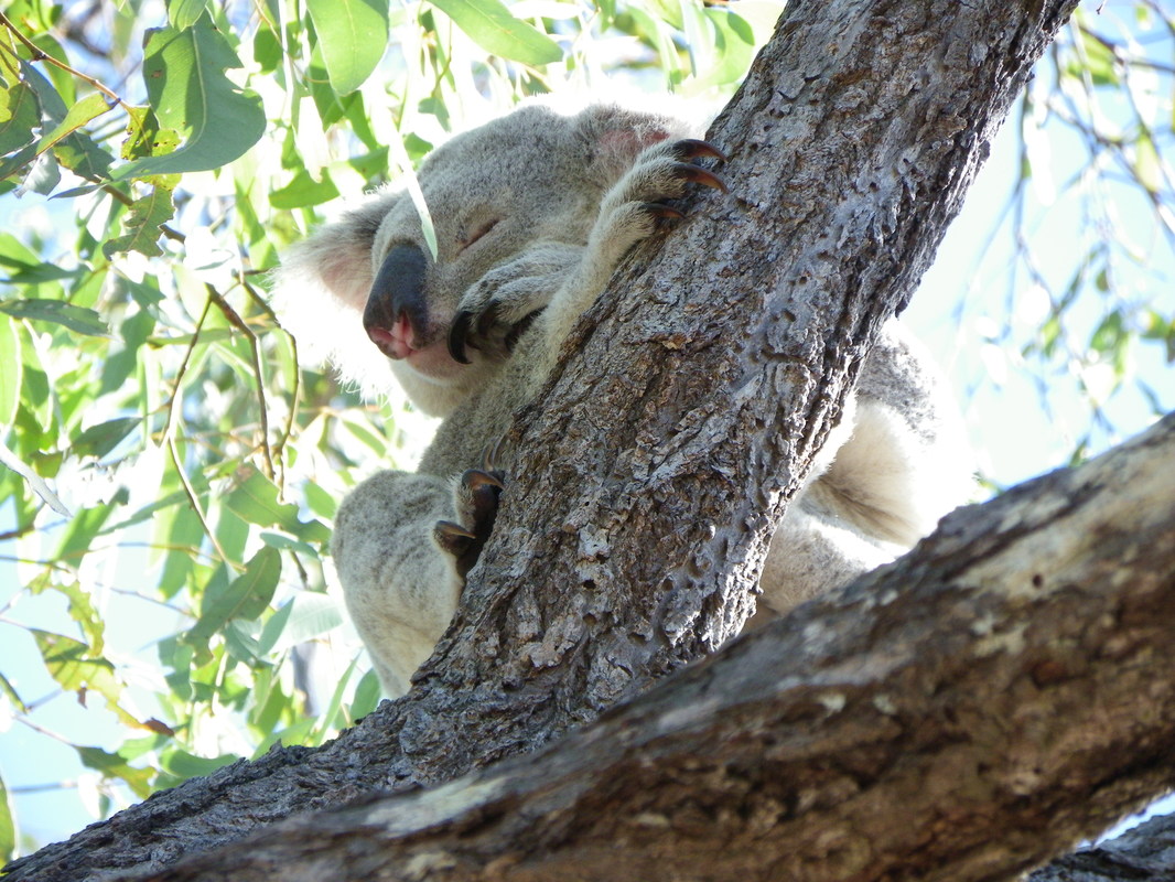 Koala, Forts Walk, Magnetic Island, Queensland, Australia.