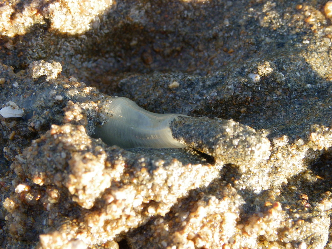 Lugworm (Sand worm). Horseshoe Bay. Magnetic Island, Queensland, Australia.