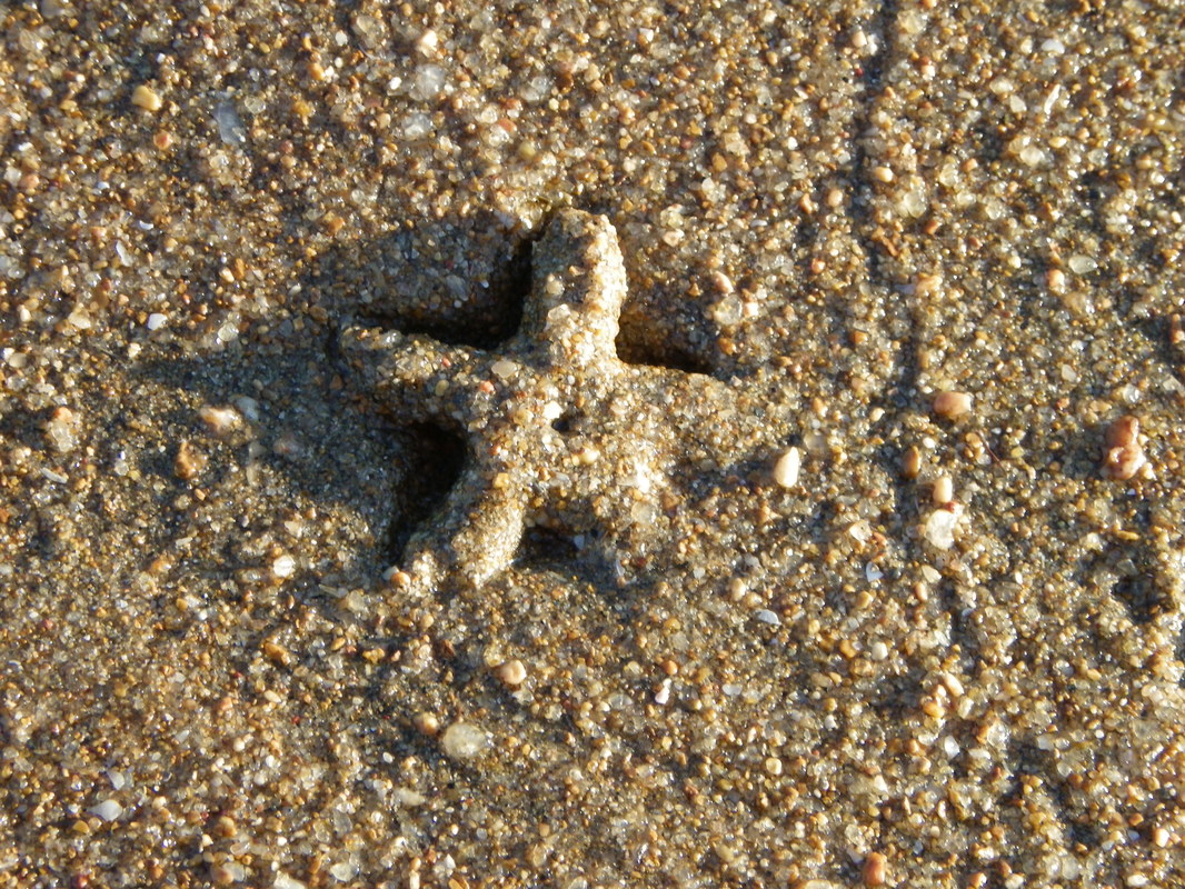 Starfish. Horseshoe Bay. Magnetic Island, Queensland, Australia.