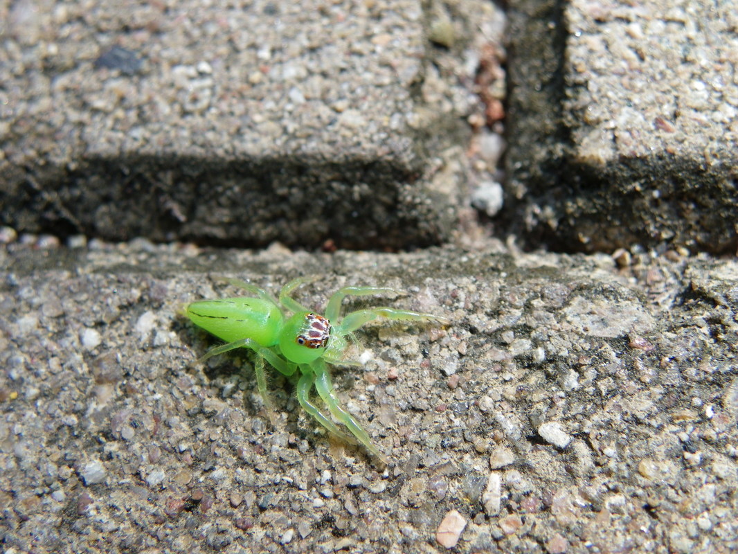 Green Spider. Magnetic Island, Queensland, Australia.