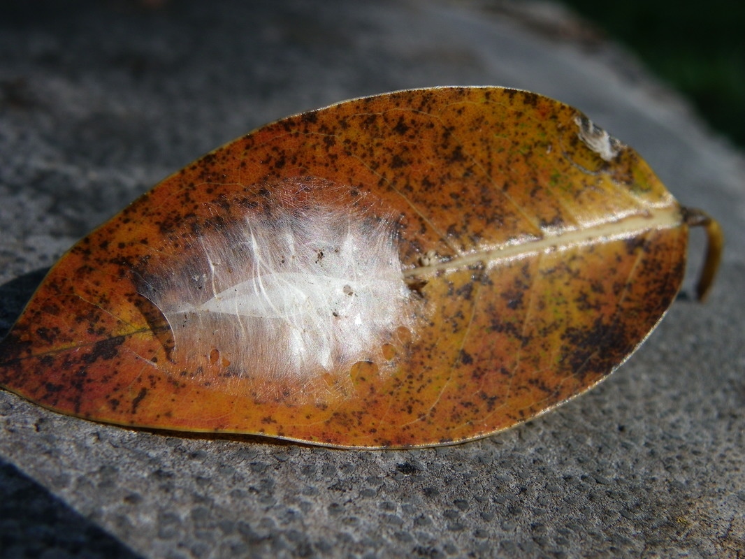 Leaf with Insect Nest.
