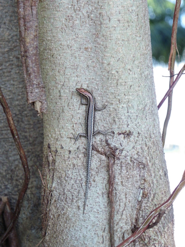 Lizard. Magnetic Island, Queensland, Australia.