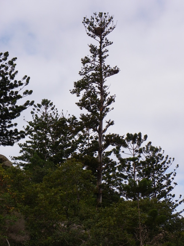 Sea Eagles Nest in Pine Tree. Picnic Bay. Magnetic Island, Queensland, Australia.