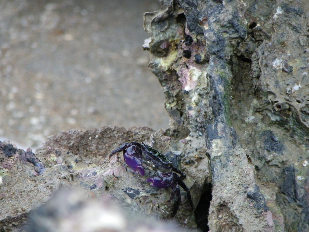 Purple Crab. Picnic Bay, Magnetic Island, Queensland, Australia.