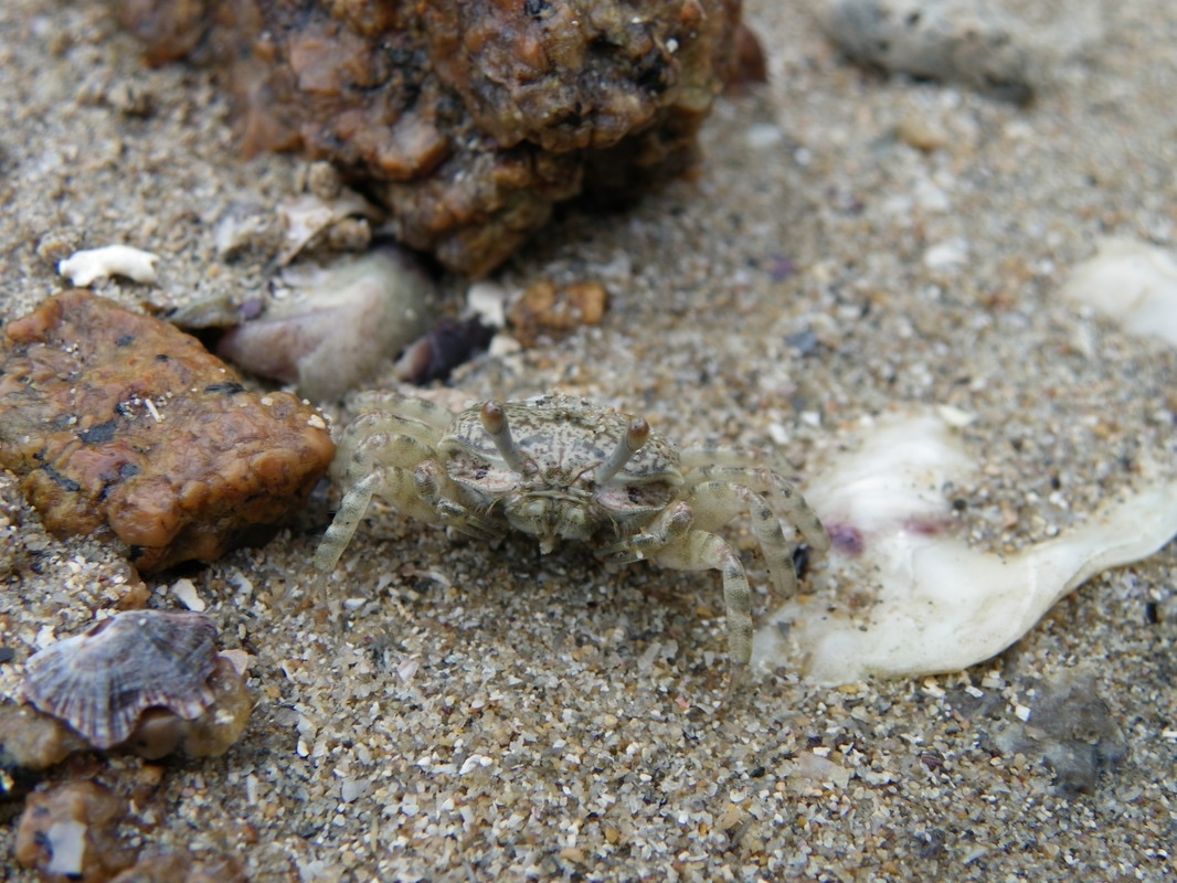 Crab. Picnic Bay, Magnetic Island, Queensland, Australia.