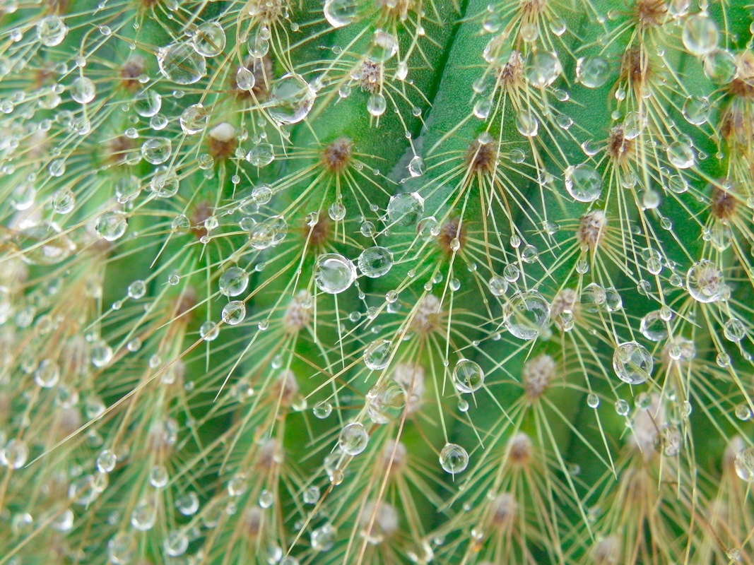Royal Melbourne Botanic Gardens. Cactus with water droplets on it's spines.