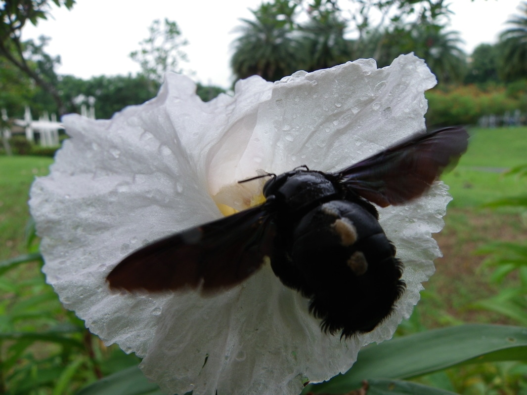 Giant Beetle seeking pollen. Jurong Lake Gardens -  Singapore Japanese and Chinese Gardens. 
