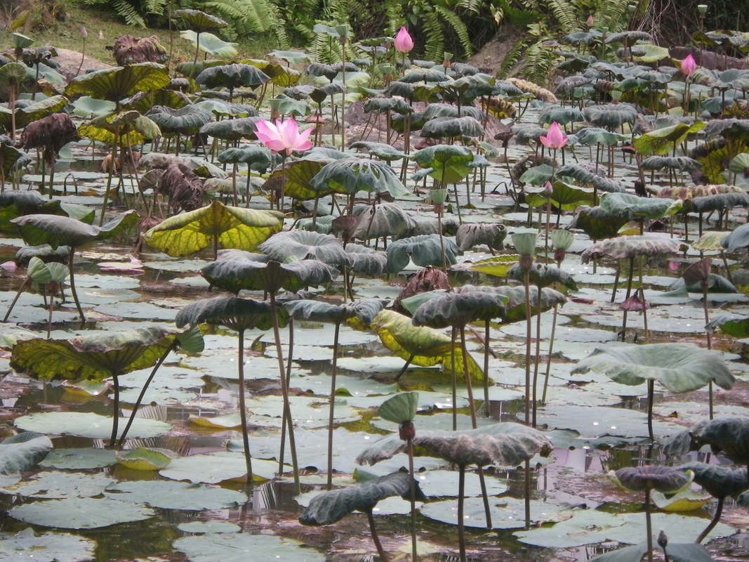 Lotus Flowers, pond, Singapore