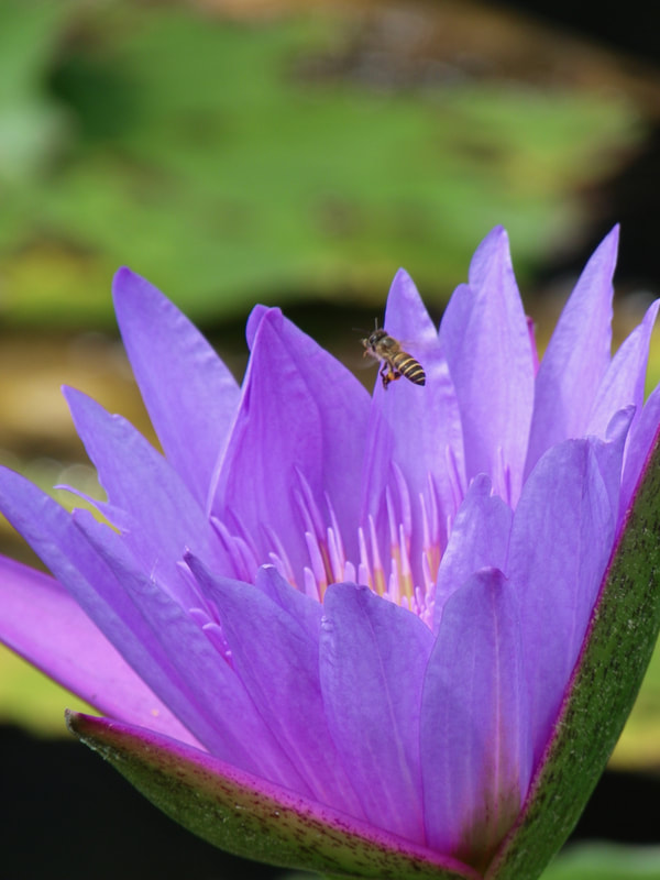 Purple Water Lily flower with bee