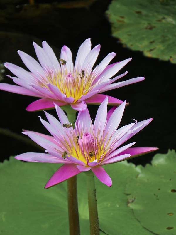 Pink water lily flowers with bees