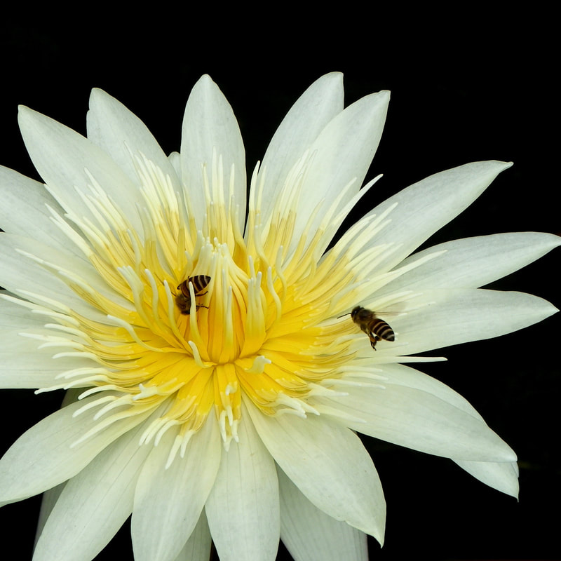 White water lily flower with bees