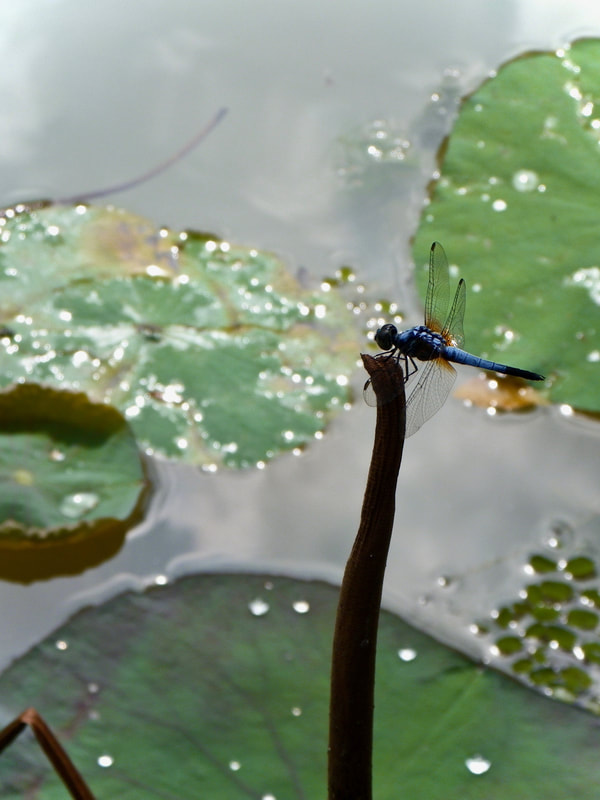 PictureDragonfly - Powder Blue Dwarf, Brachydiplax chalybea, Ang Mo Kio - Bishan Park, Singapore