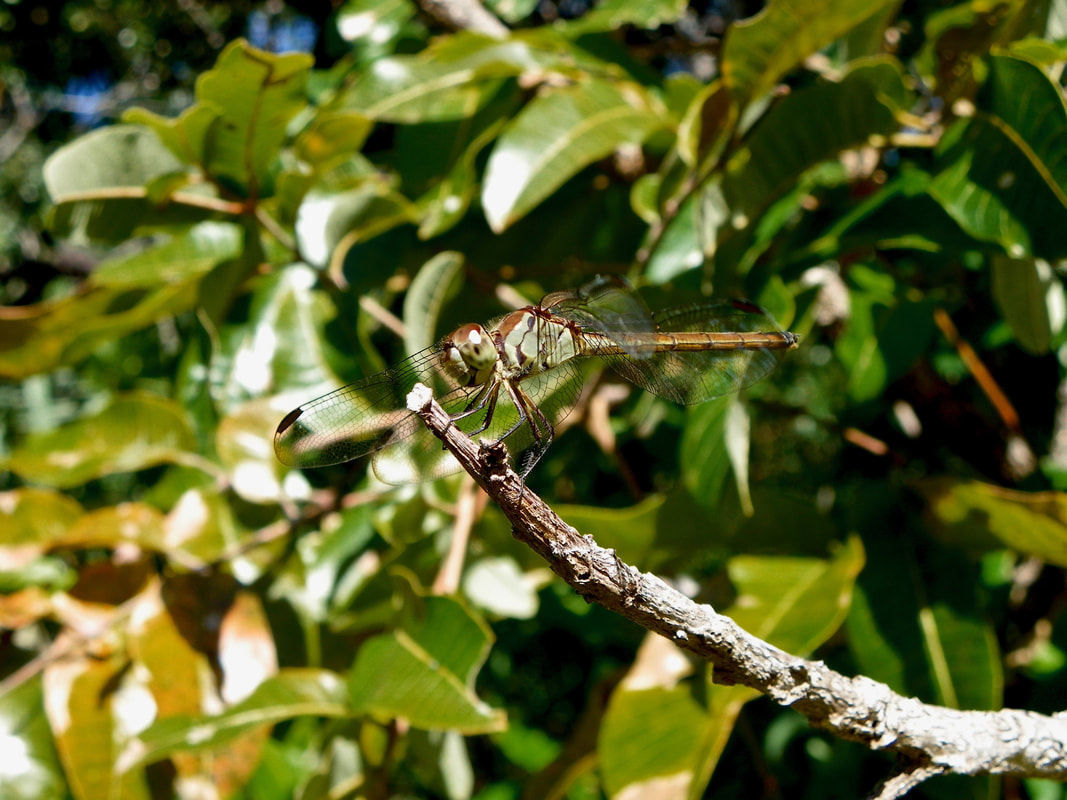 Common Glider (Trapezostigma loewii) Dragonfly. Australia. 