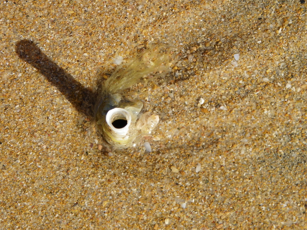 Worm Tube in the sand. Horseshoe Bay. Magnetic Island, Queensland, Australia.