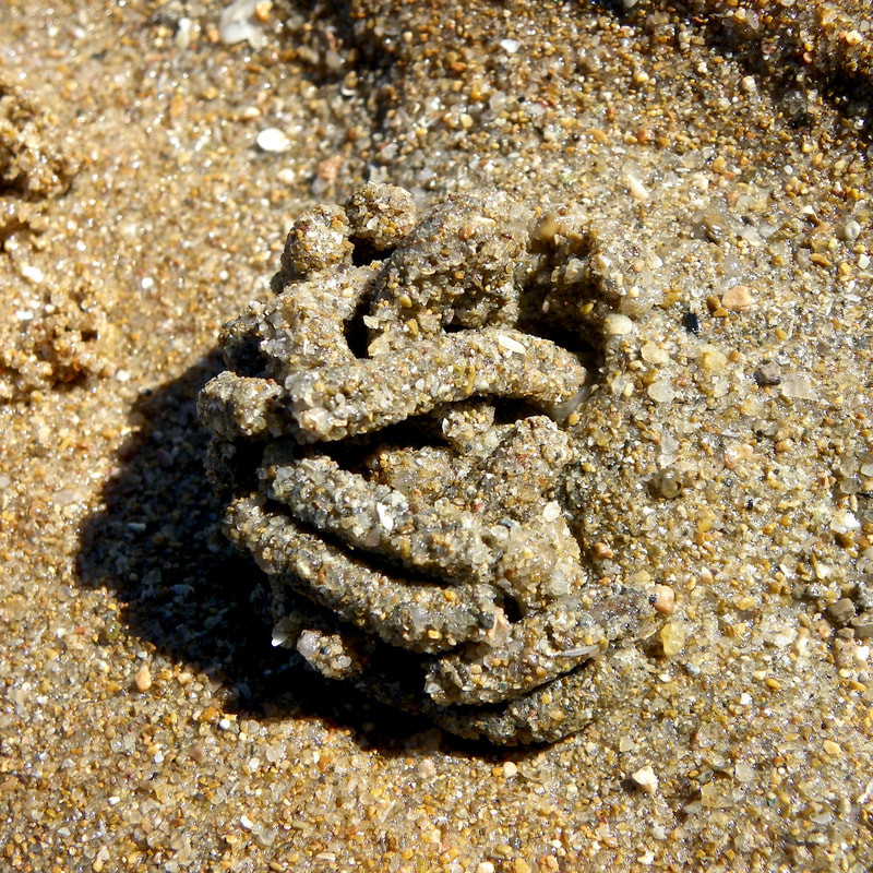 Lugworm (Sand worm). Horseshoe Bay. Magnetic Island, Queensland, Australia.