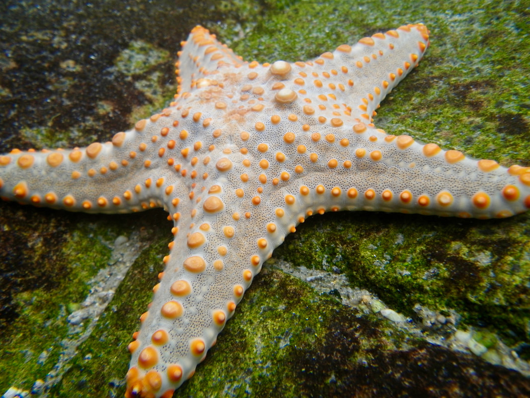 Sea star, Star fish, ocean life