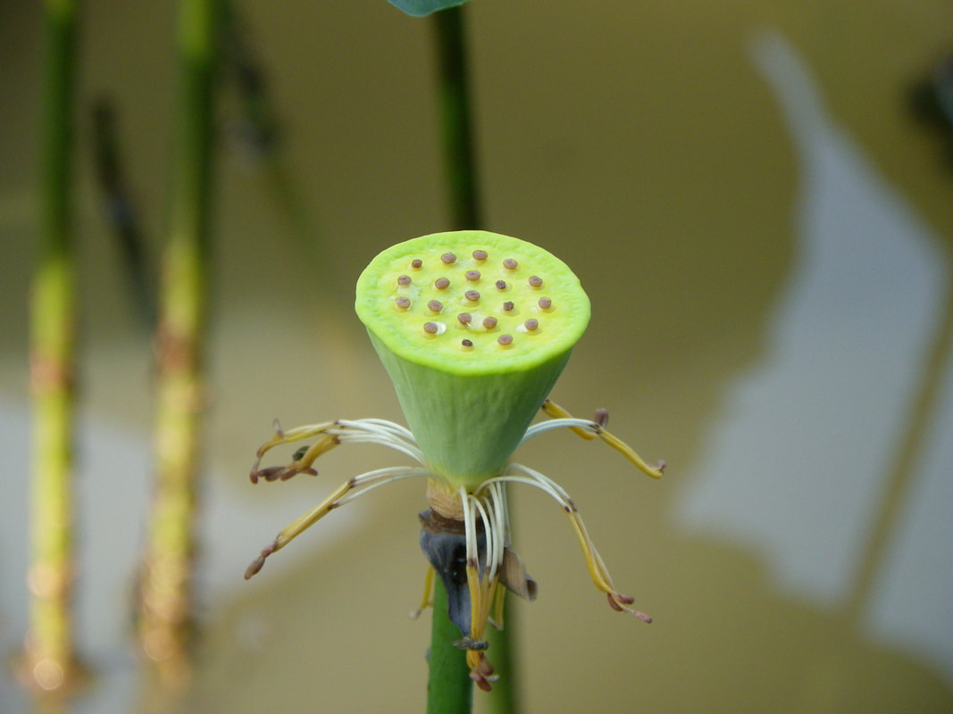 Lotus Flower Seed Head, Pond, Singapore